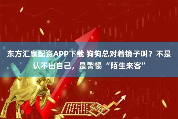 东方汇赢配资APP下载 狗狗总对着镜子叫？不是认不出自己，是警惕 “陌生来客”